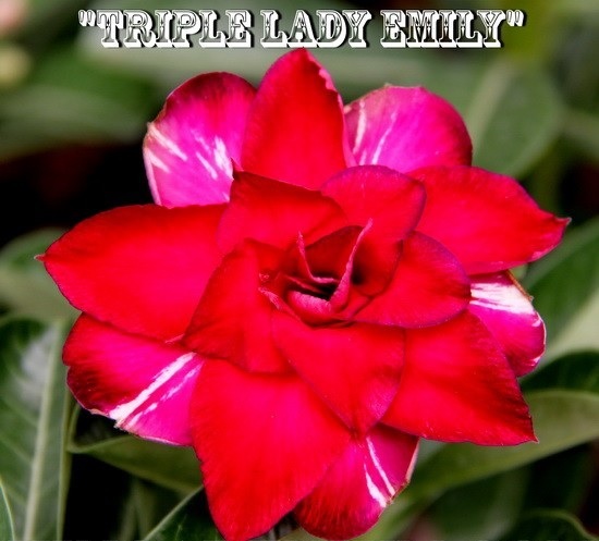 (image for) New Adenium \'Triple Lady Emily\' 5 Seeds
